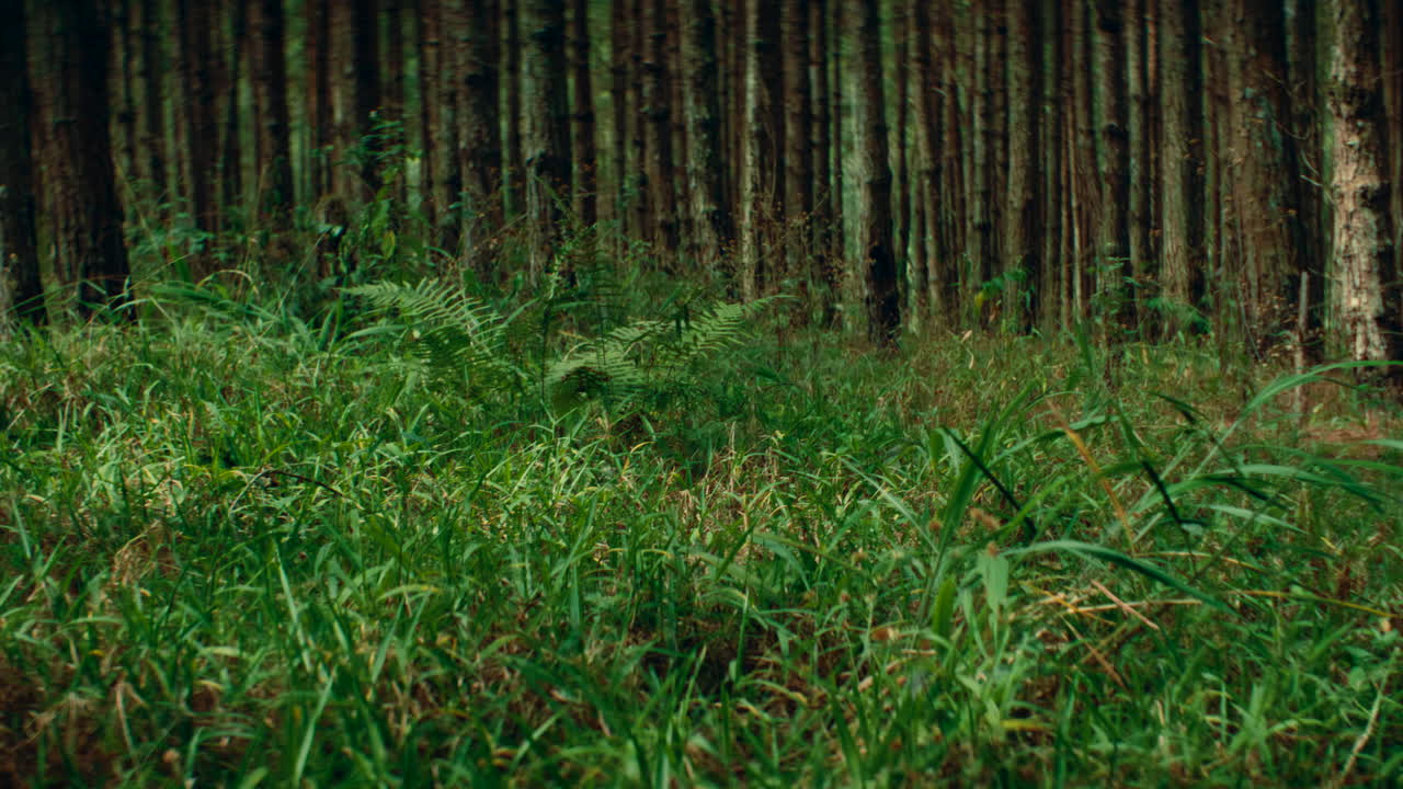 소나무 숲의 장면