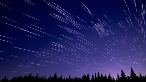 star trails over pine forest at night