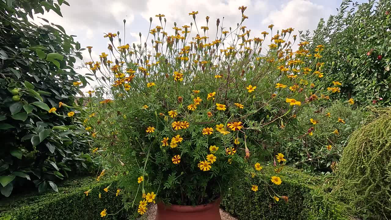 Fiori che sbocciano in un vaso da giardino