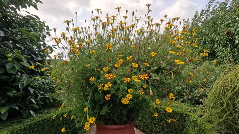 flowers blooming in a garden pot