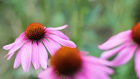 close-up of a purple coneflower in bloom