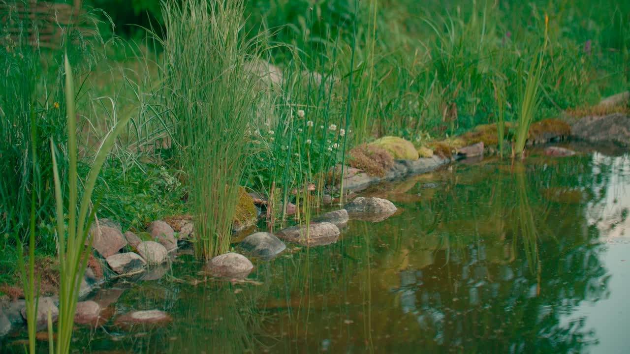 небольшой пруд-озеро с кустарником и растениями и рябью на воде с водорослями