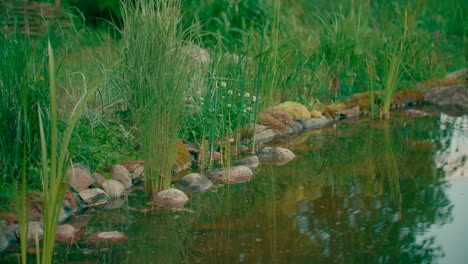 small pond-lake with bush and plants and ripple on the algae water