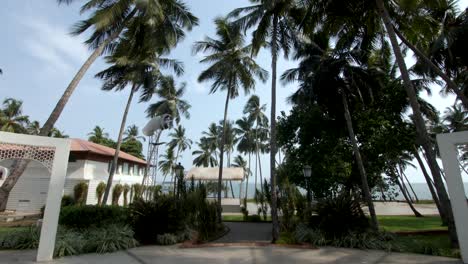 area covered with coconut trees and blue sky.