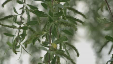 salix alba, el sauce blanco en la profundidad poco profunda del campo