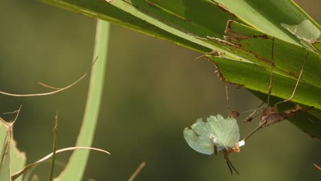 Mantid---butterfly---wild---eating-food-