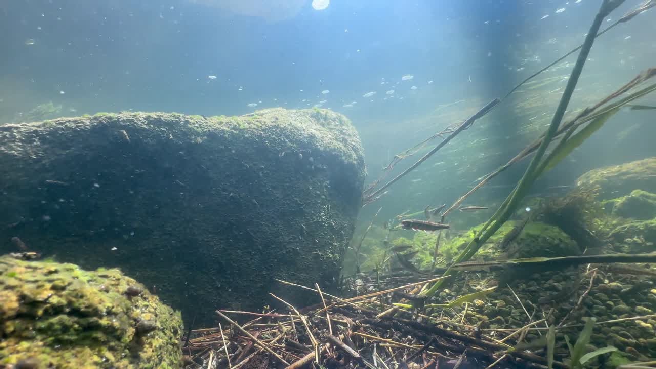 Eurasian minnows (Phoxinus phoxinus) preparing for spawning season in a small stream. Estonia.