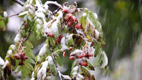 the first autumn snow falls on the leaves of the tree