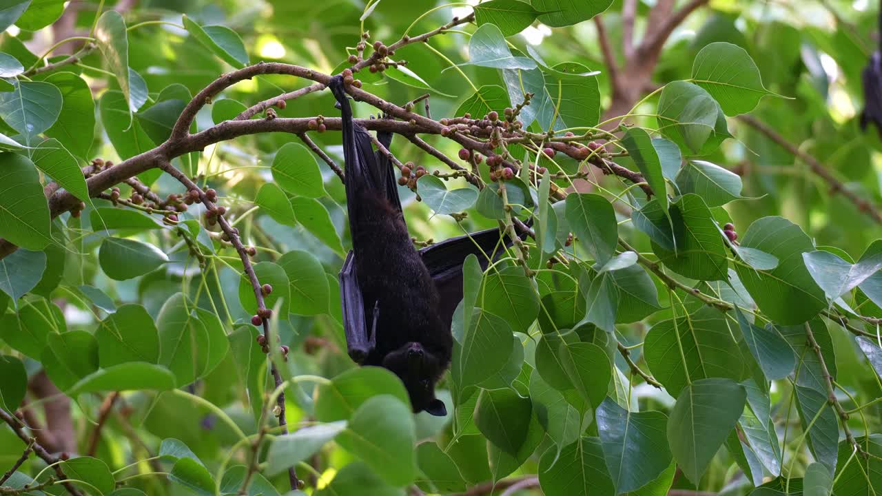 Un pipistrello della frutta australiano selvatico appeso a testa in giù a un ramo d'albero in mezzo al verde lussureggiante, mentre si nutre di frutta, foto ravvicinata
