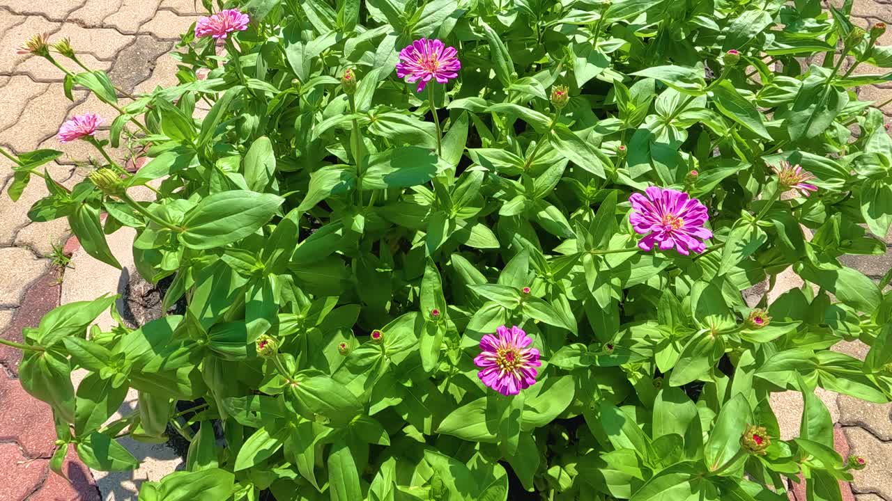 Vibrant zinnia flowers in a lush garden setting, captured in bright daylight at Rama 9 Park, Bangkok