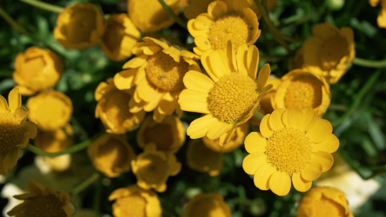 Yellow kandawgyi flowers blooming in a lush green field