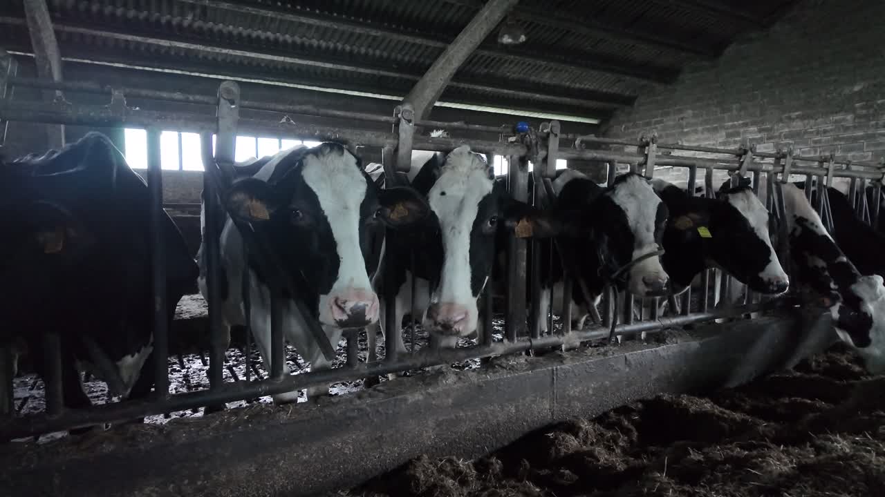 Slow motion view of cows feeding calmly on straw inside a protected barn environment