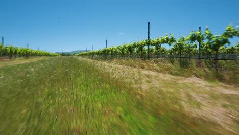 Grass-blowing-in-wind-with-sheep-and-olive-grove