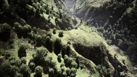 shot of a creek in the middle of green woods surrounded by hills