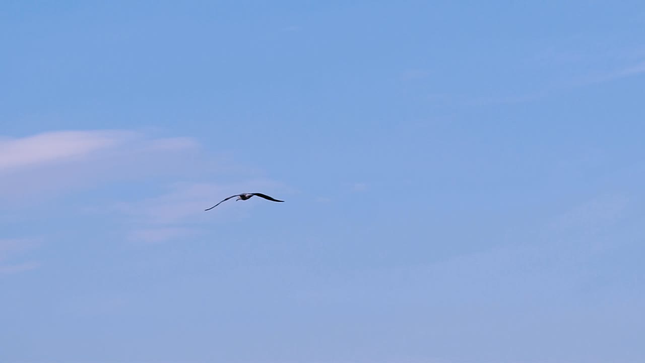 Beautiful seagull flying in the sky. Gull bird flies over the ocean with the spread wings on the blue sky background.
