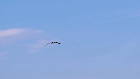 beautiful seagull flying in the sky. gull bird flies over the ocean with the spread wings on the blue sky background.