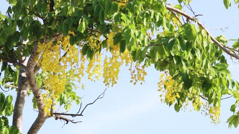 time-lapse of a tree blooming and leaves changing