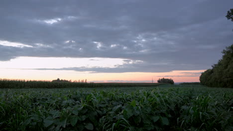 Un-Campo-De-Soja-En-Las-Tierras-De-Cultivo-Durante-La-Puesta-De-Sol