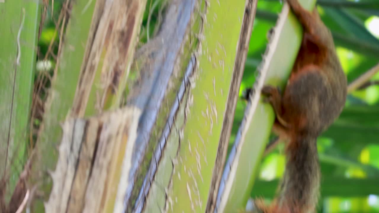 la ardilla de pallas trepando a una palmera en un entorno verde y exuberante