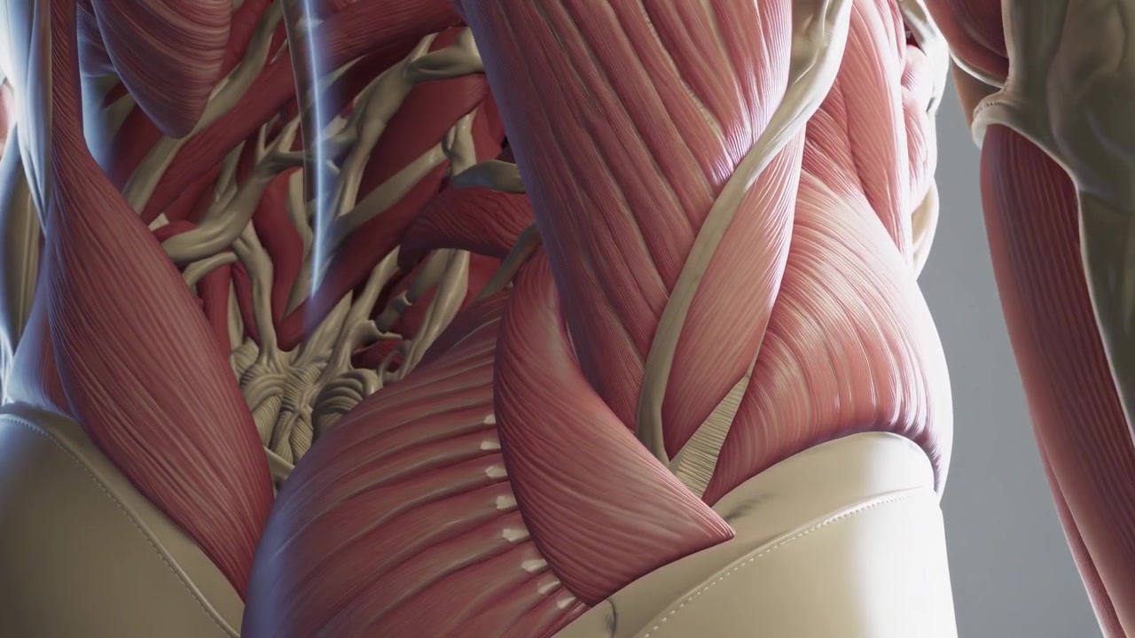 Render 3D dettagliato di muscoli e ossa del torso umano