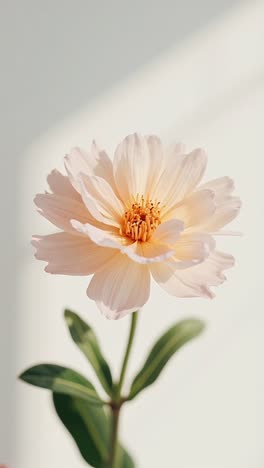 delicate pink cosmos flower