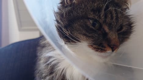 tired wounded cat with cone turning head from side to side