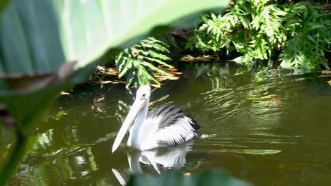 australian pelican, big aquatic bird, swimming in pond with exotic vegetation