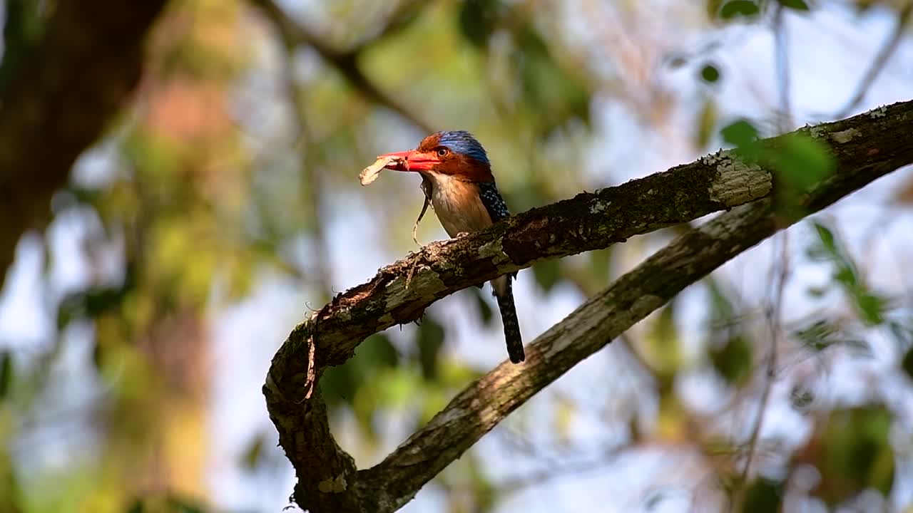 un martín pescador de árboles y una de las aves más hermosas que se encuentran en tailandia dentro de las selvas tropicales