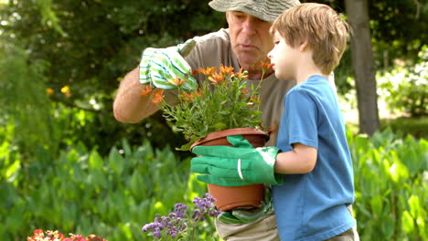 man showing potted plant to grandson