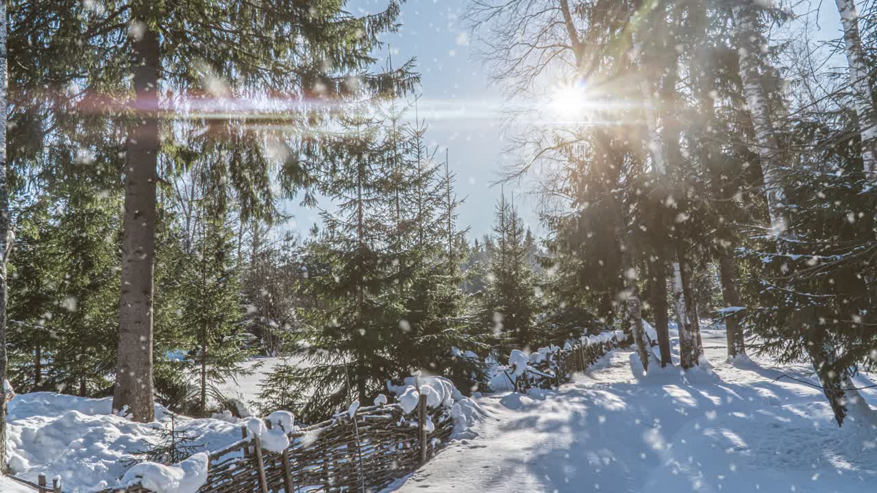 Furu og gran i magisk vinterskog med fallende snø på en solrik dag. Snøfall i vinterskog. Bakgrunn for jul, vinter og nyttår. Cinemagraph, sømløs animasjon. Hvit og blå farge.