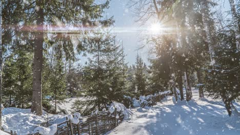 árbol de pino en el bosque mágico invierno con nieve cayendo día soleado. nieve bosque nevada. navidad invierno año nuevo fondo. cinemagraph animación de bucle sin costuras gif render de movimiento. color azul blanco
