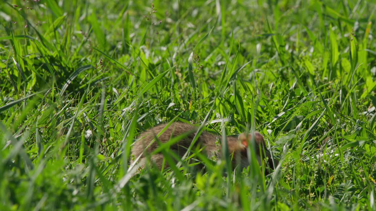 Hamster foraging in grass, scurrying right then left while sniffing and searching for food in a sunny meadow. Natural wildlife close-up with energetic, playful motion