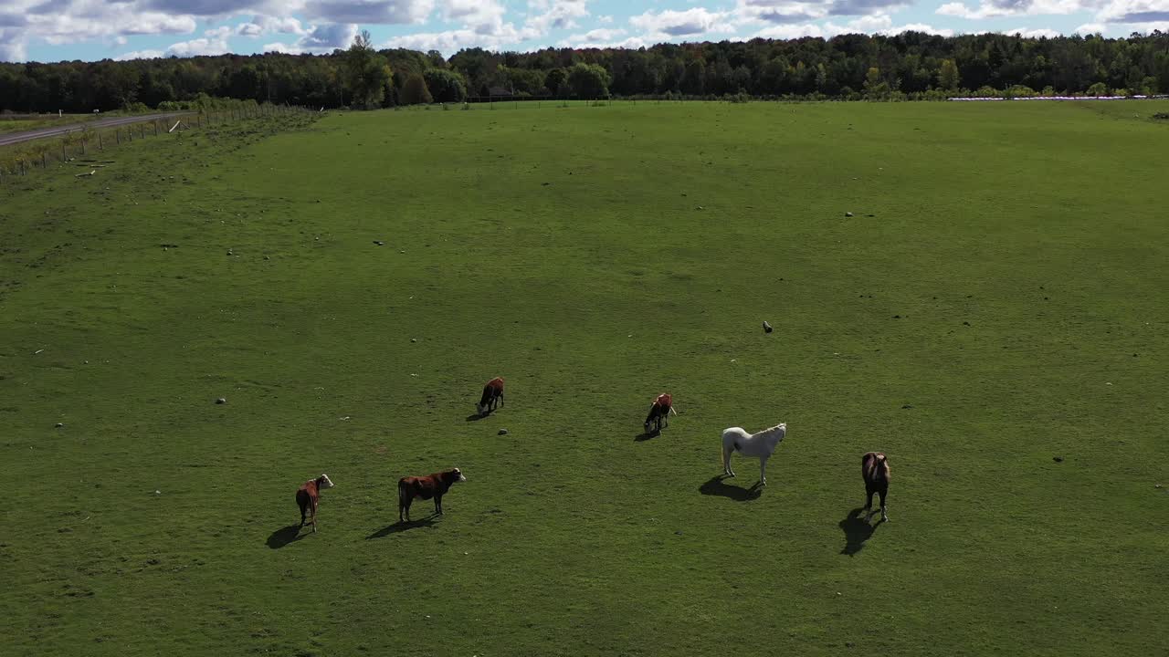 hermosos caballos compartiendo pasto con vacas amplia granja aérea