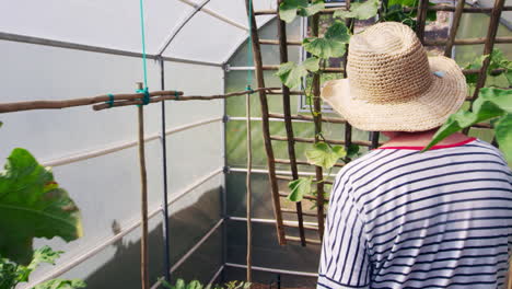 Mature-Woman-Checking-Cucumbers-Growing-In-Allotment-Greenhouse