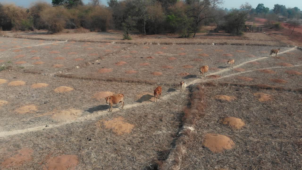 가축은 라오스의 시골에 있는 건조한 농지 위에 서 있습니다.