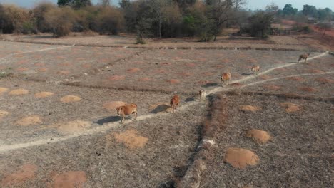 cattle is standing on dry farmland at countryside of laos, aerial