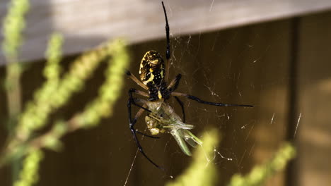 Una-Vista-Vibrante-De-La-Araña-De-Jardín-Amarilla-En-Fayetteville,-Arkansas---Primer-Plano