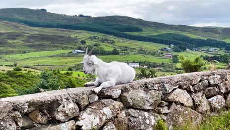 A-wild-white-goat-rests-on-an-old-dry-stone-wall-at-Fathom's-Flagstaff-Viewpoint