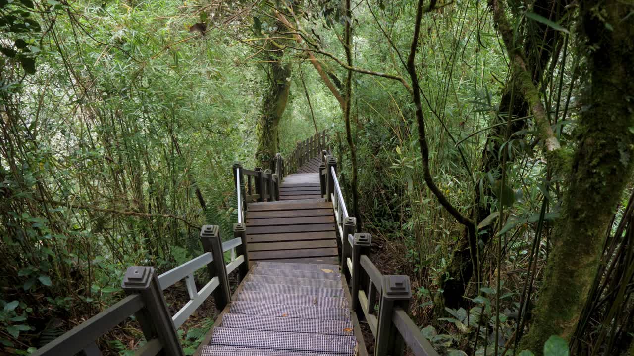 They moved with leaves and twirled with breeze, voices echoed through the trees