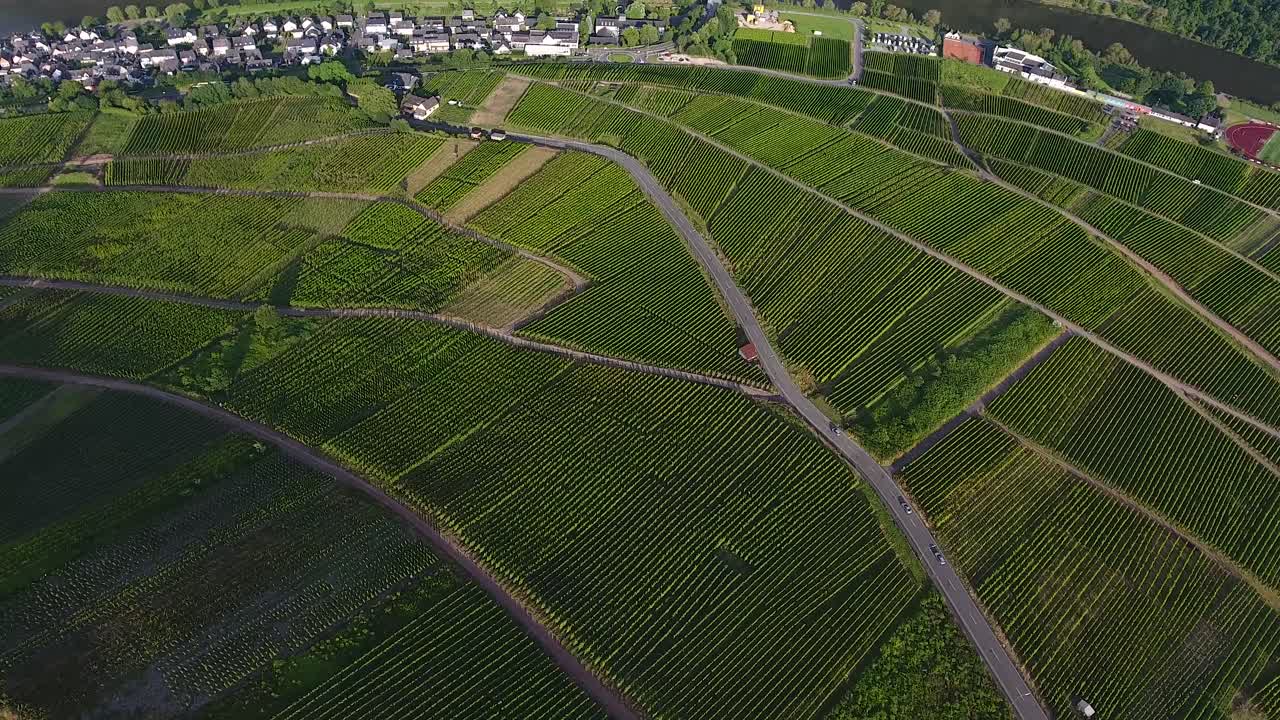 Forward bird eye drone aerial view of sunlit hop field growing green valley
