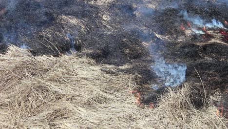 Yellow-grass-burning