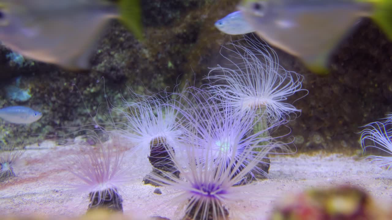 실린더 아네몬 또는 컬러 튜브. 세리안투스 (cerianthus) 는 세리안티데이과 (cerianthidae) 에 속하는 튜브에 사는 아네몬의 속이다. 이 속의 구성원들은 전 세계적으로 발견된다. 그들은 포식자,  ⁇ 식자 및 만식자이다.