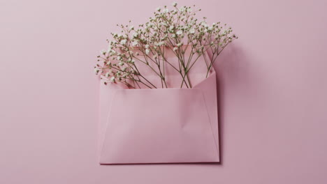 video de flores rosadas en sobre rosado y espacio de copia en fondo rosado