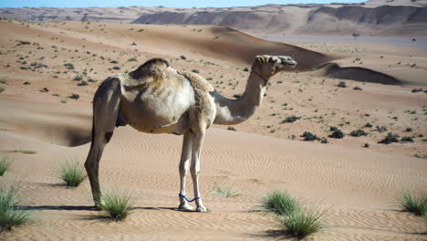 camello en el desierto de las arenas wahiba comiendo en omán