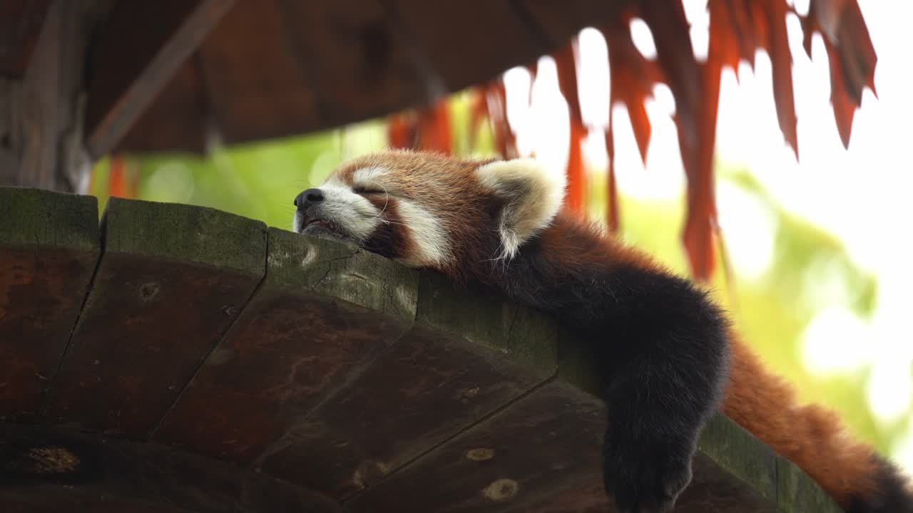 Cute Red Panda Taking a Nap