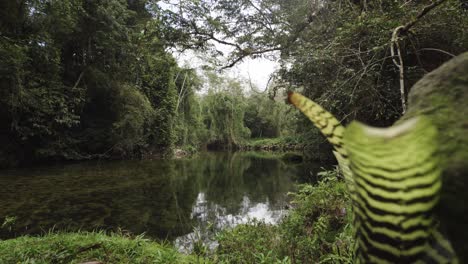 slider cinematic shot revealing a beautiful river inside forest in brazil atlantic rainforest