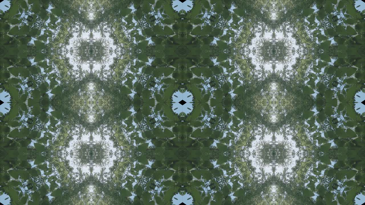 caleidoscopio de paisaje forestal, #3