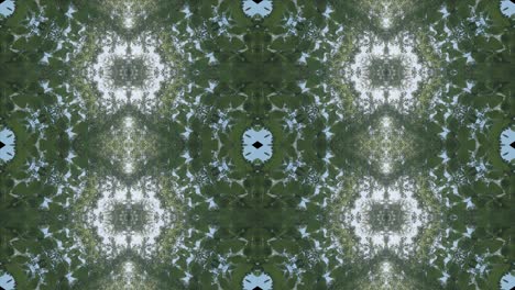 kaleidoscope of forest scenery, #3