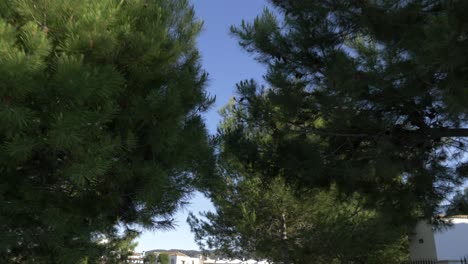 trees-with-blue-skis-in-the-background