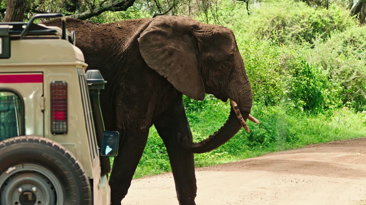 Elephant walking past safari vehicle in Africa